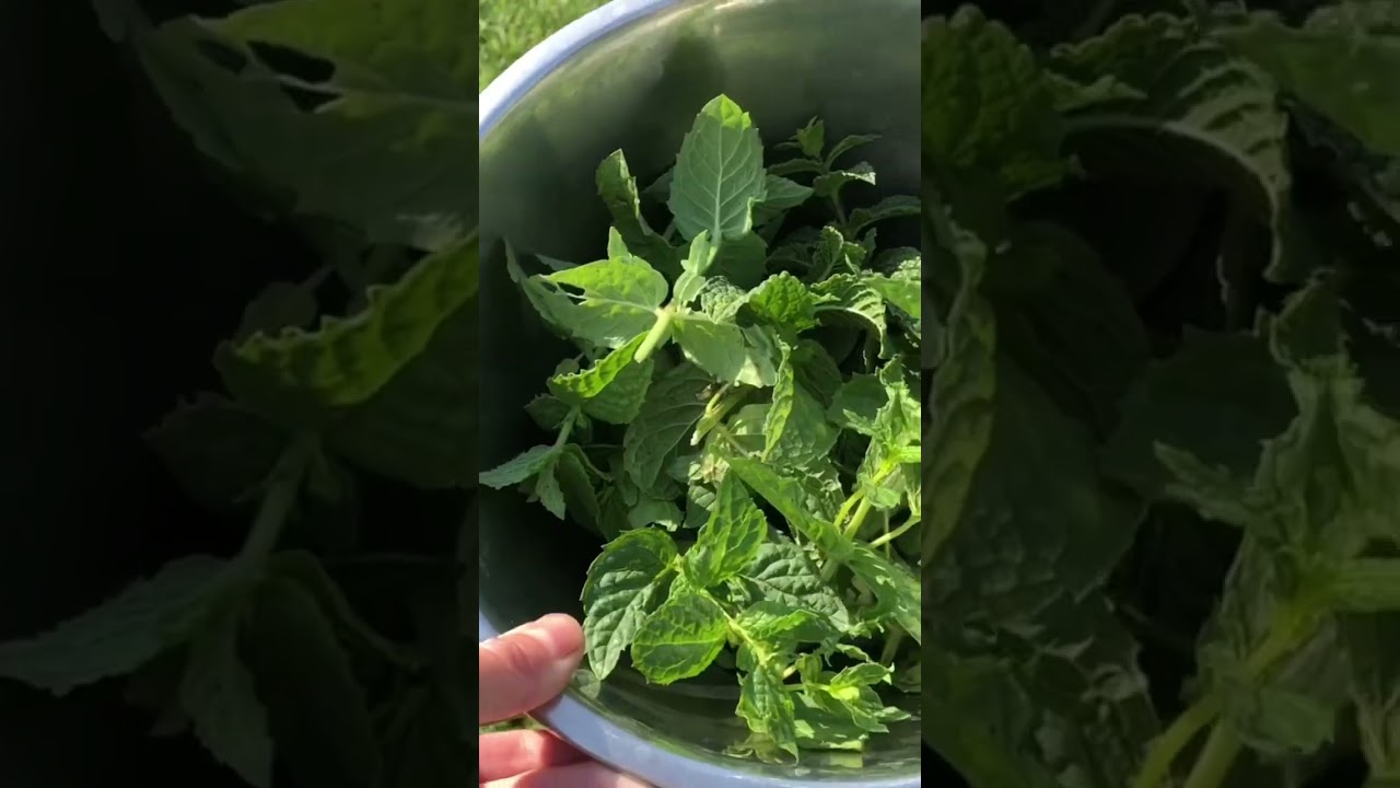 Making Mint Chocolate Chips Cookies! Recipe is coming up soon! 