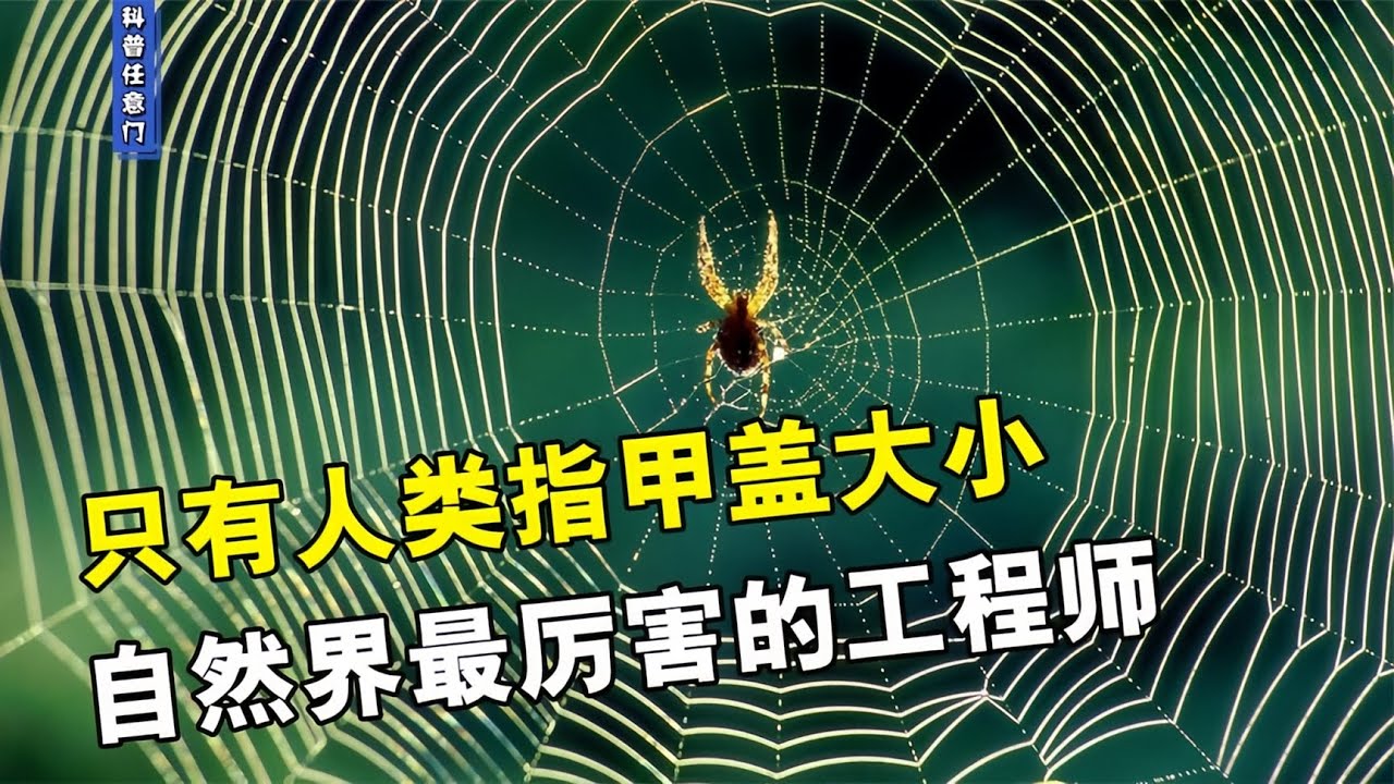只有人类指甲盖大小，自然界最厉害的工程师【科普任意门】