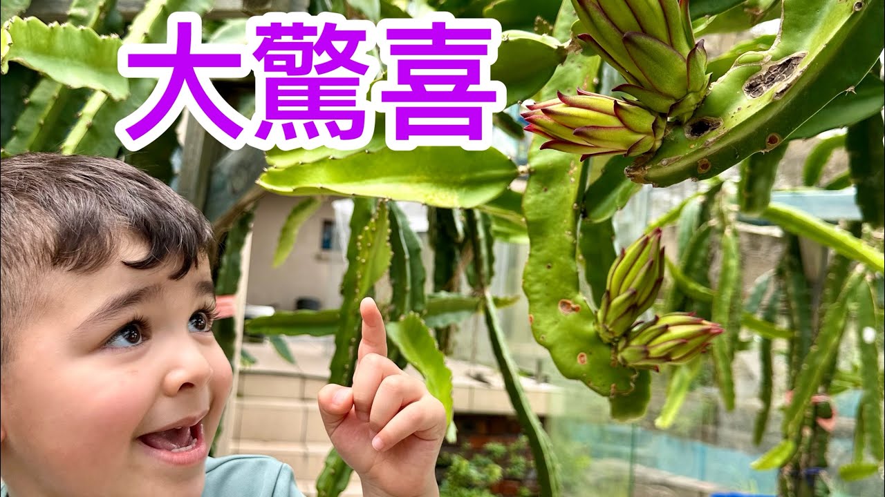 火龍果花比往年早開了兩個月，為什麼？