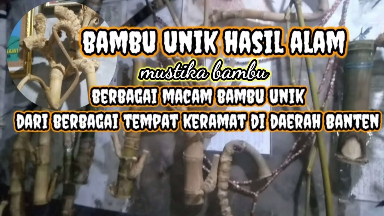 VIRAL ❗ JENIS BAMBU UNIK DAN LANGKA | BAMBU PETUK