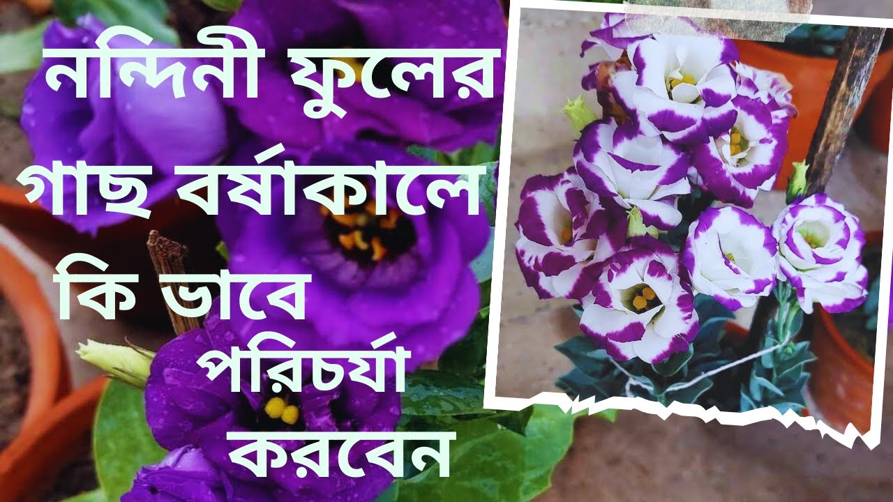 বর্ষাকালে নন্দিনী ফুলের গাছের পরিচর্যা কি ভাবে করবেন?? Lisianthus care tips in monsoon season