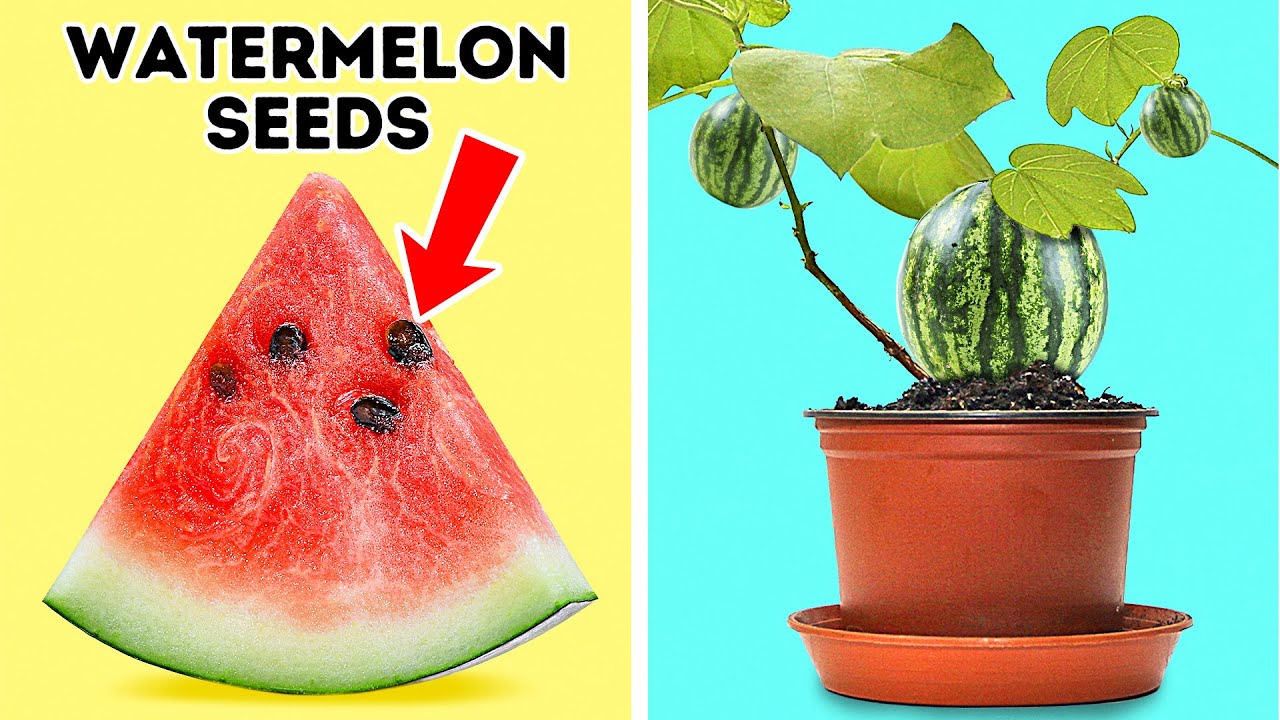 20+ WAYS TO GROW YOUR OWN SEEDS AND PLANTS
