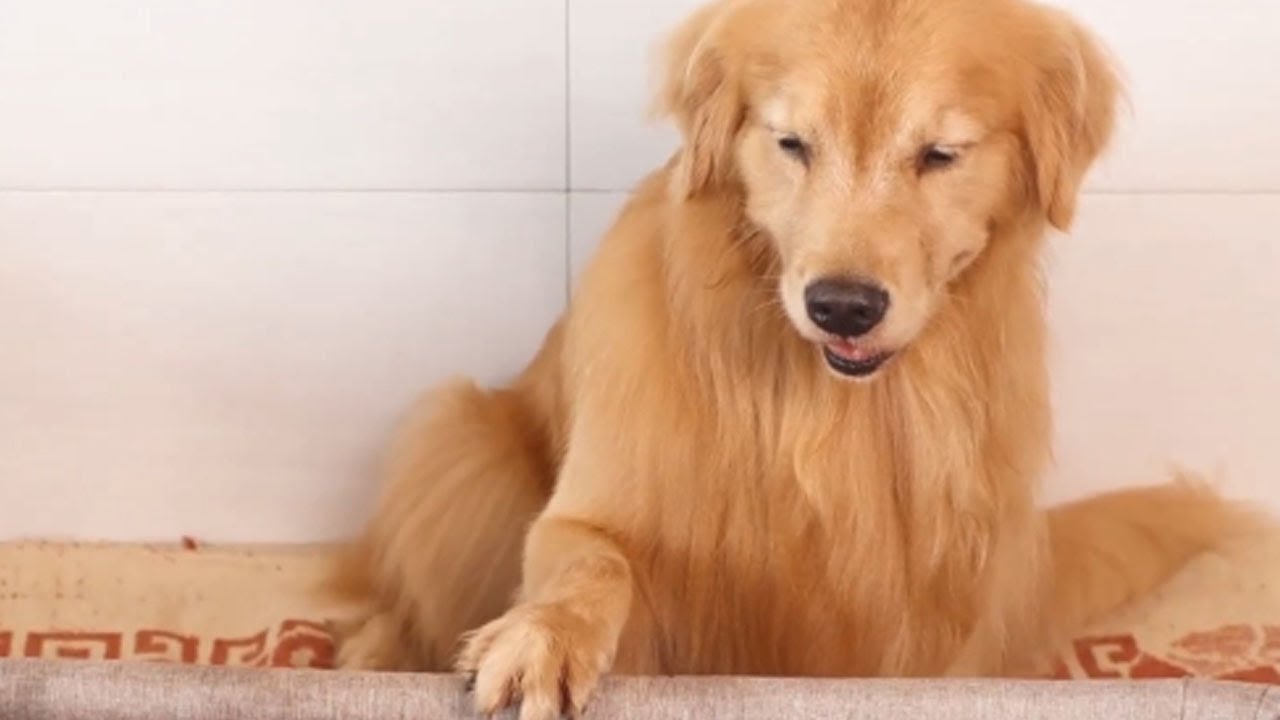 Golden Retriever Luhu：My daily life (extended version)🤭