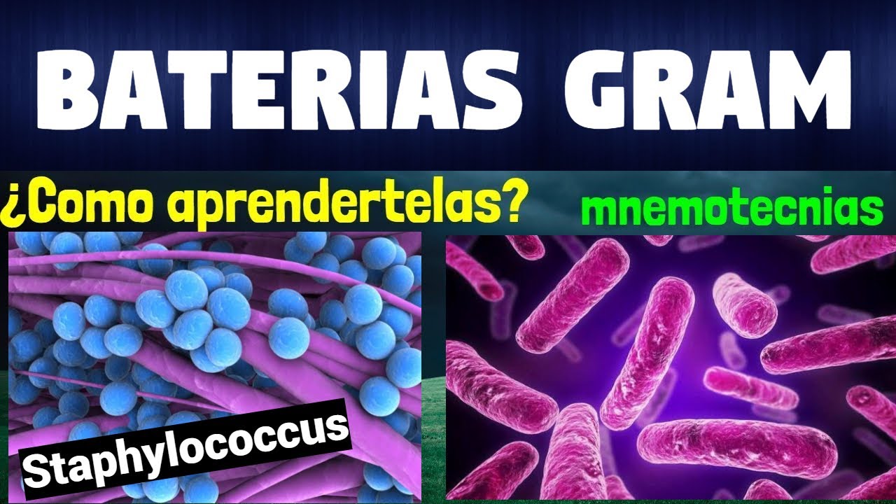 MNEMOTECNIA BACTERIAS GRAM POSITIVAS Y BACTERIAS GRAM NEGATIVAS