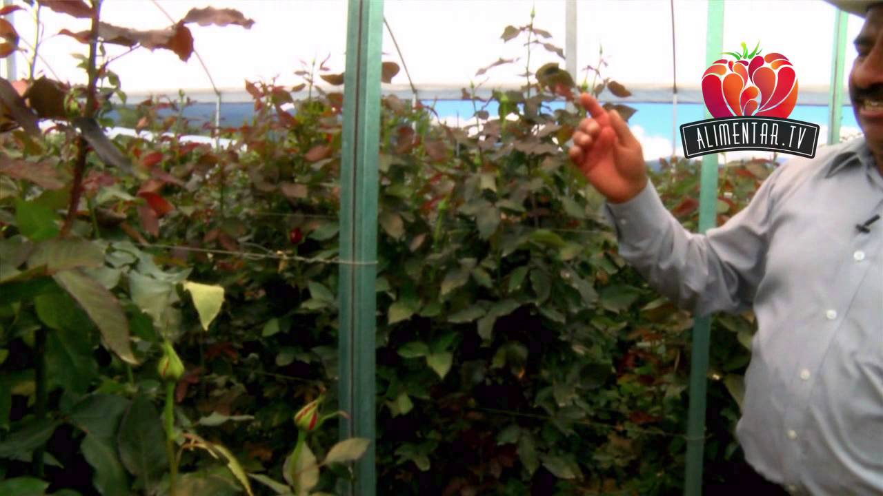 02 INVERNADERO DE ROSAS