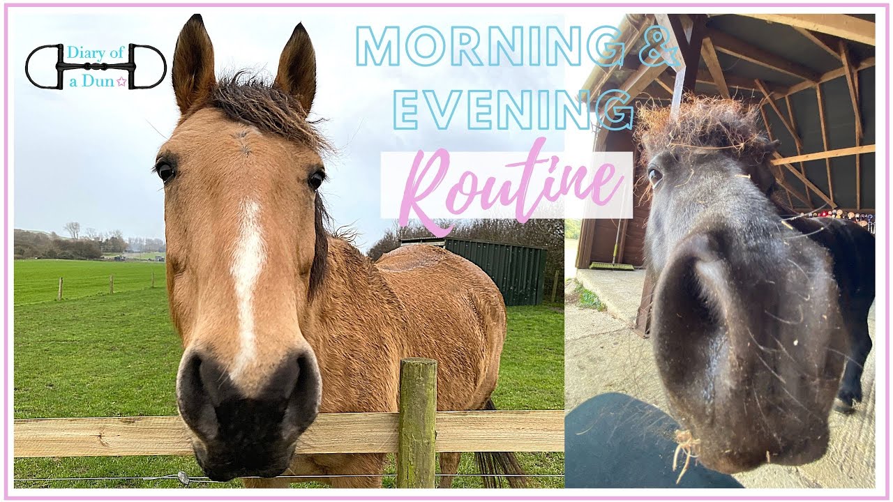 MORNING AND EVENING ROUTINE | Winter Yard Routine | Diary Of A Dun