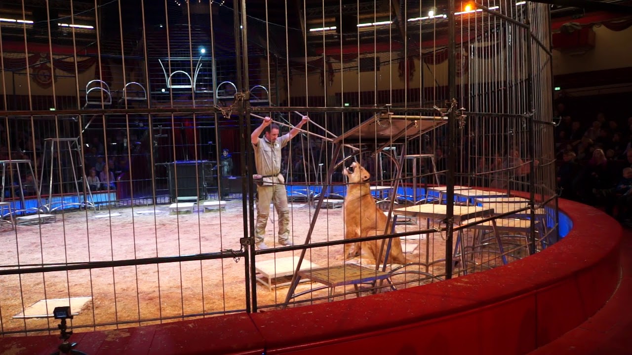 11.02.2018 Teil 1: Martin Lacey jr. - öffentlich kommentierte Raubtierprobe @ Circus Krone