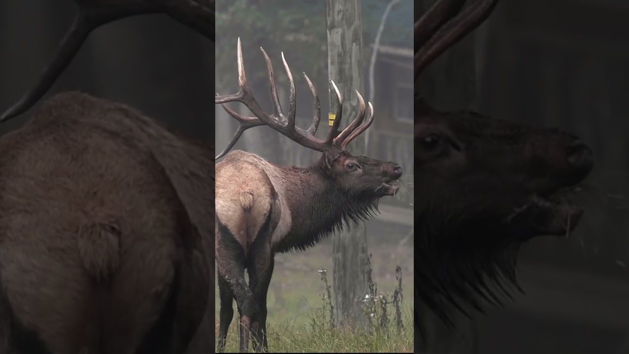 Bull elk bugle sounds like a woman screaming