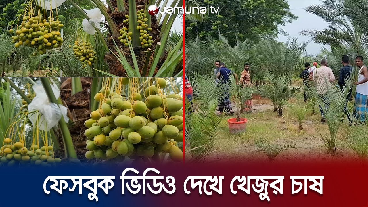 সৌদি জাতের খেজুর চাষ করে সফল শরীয়তপুরের সোলায়মান | Shariatpur | Dates Farm | Jamuna TV