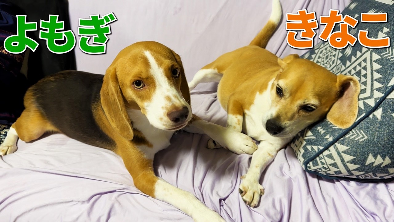 【まったり】よもぎの1日