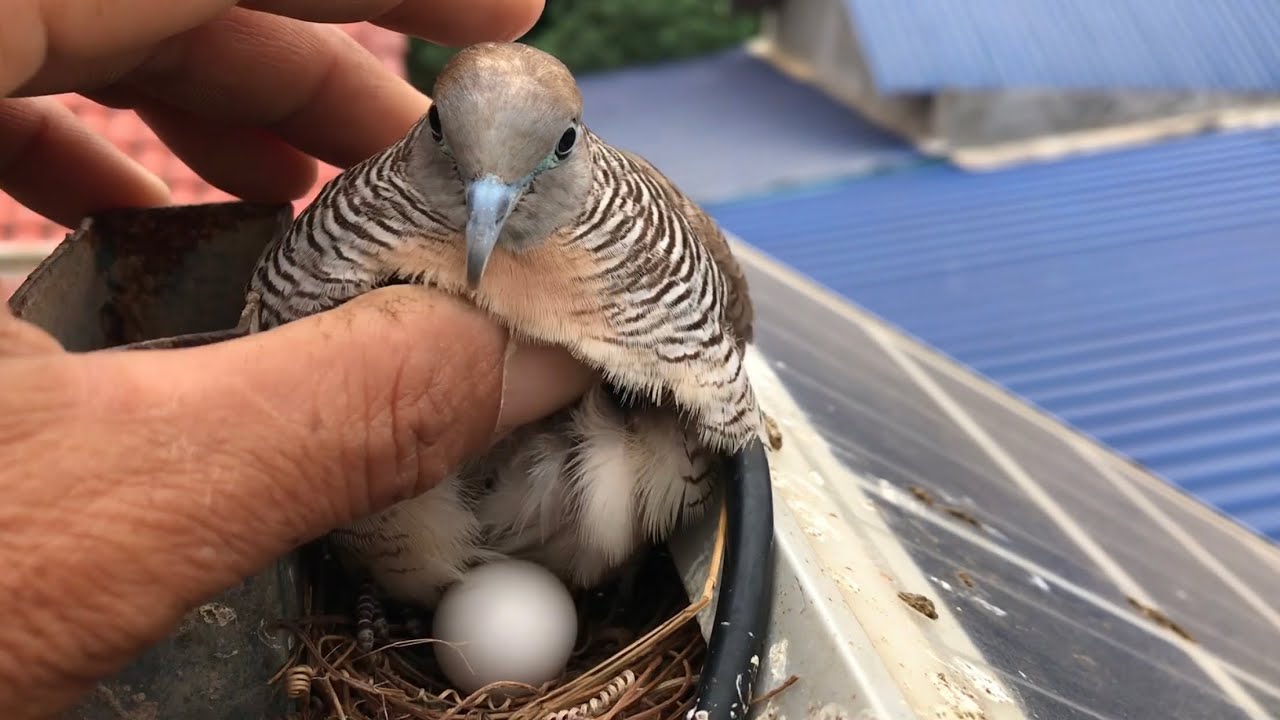 It lives safely 