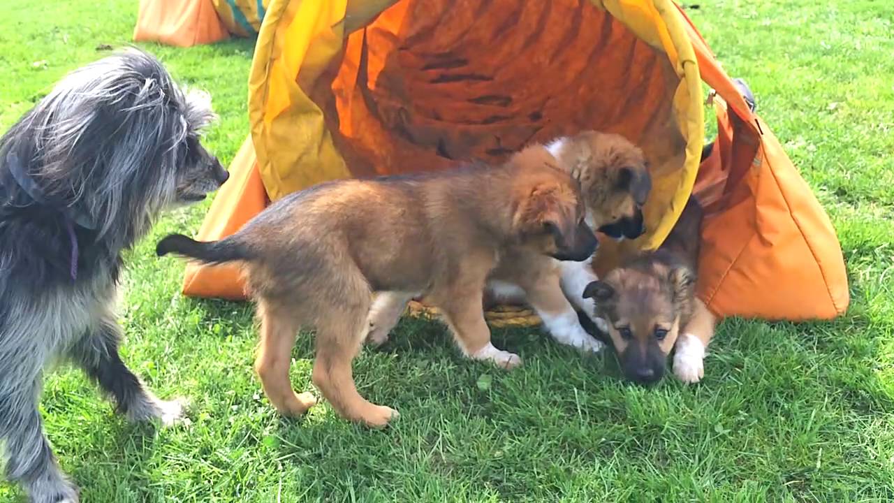 8 weeks... - leaving to their new homes...