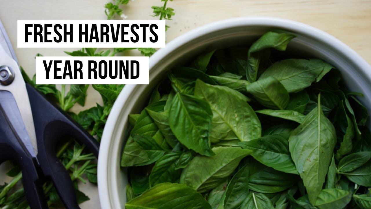 Learn to Grow Basil Indoors