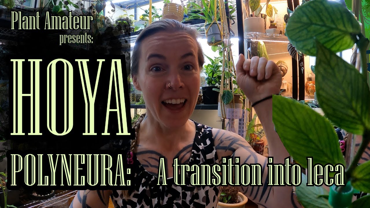 Hoya Polyneura Fishtail | A Transition Into Leca | Hoyas Love Leca | Includes Propagation and Update