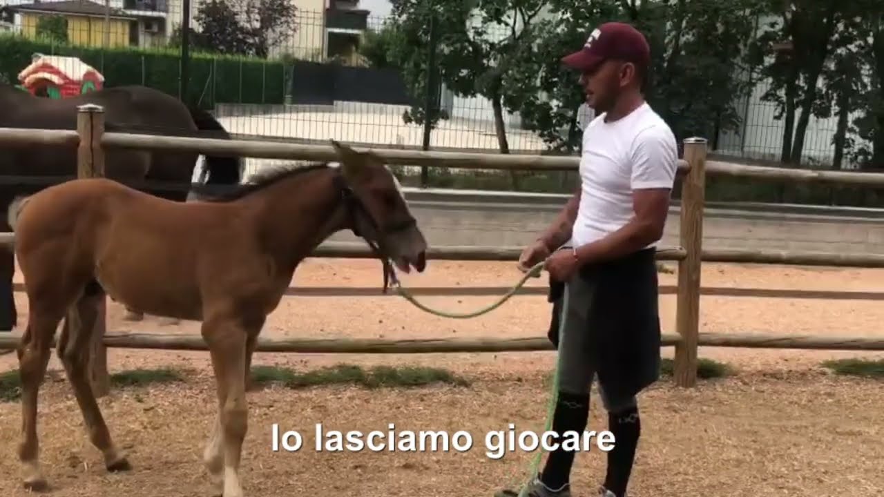 Desensibilizzazione di un puledro per il pareggiatore