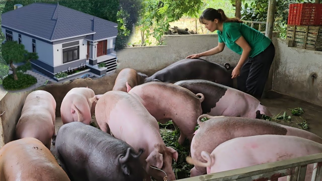 How to raise pigs for sale. A source of income to build your dream home in the countryside. Ep 399