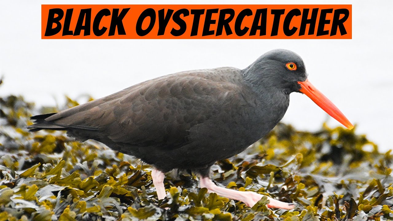 Learn This Bird! &mdash; The Black Oystercatcher