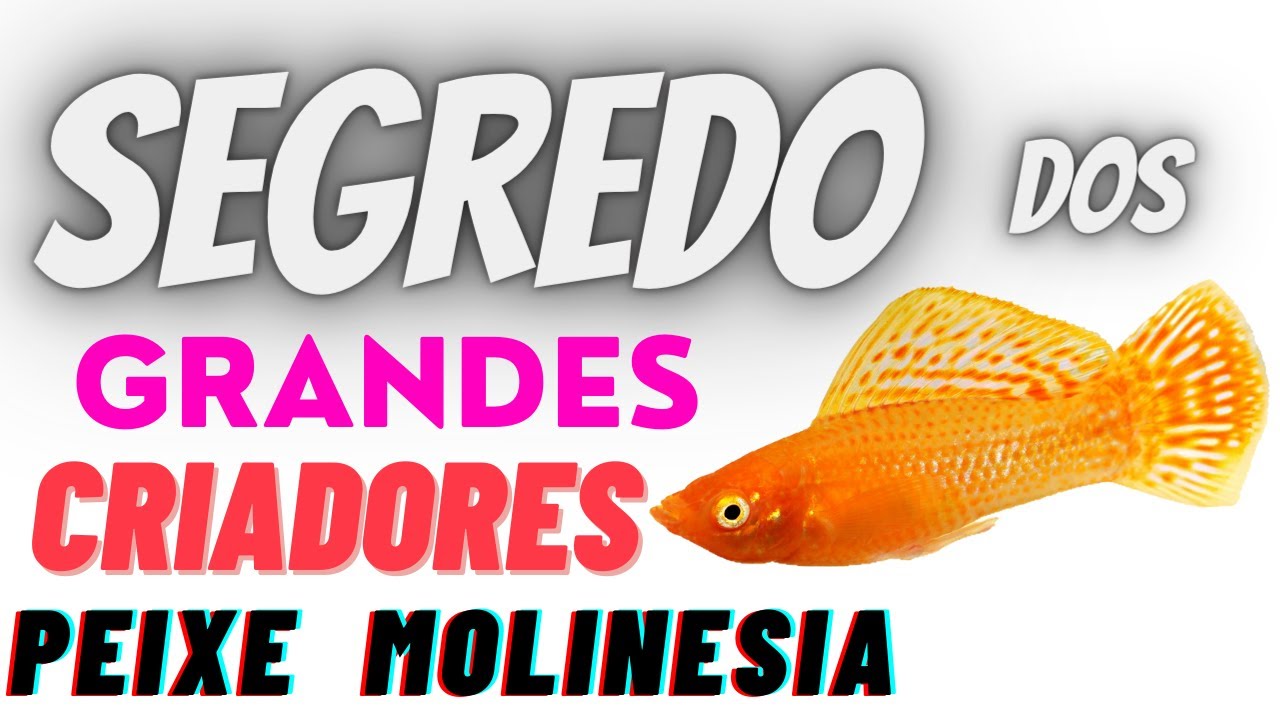 como reproduzir molinesia | reprodução de molinesia | como criar molinesia