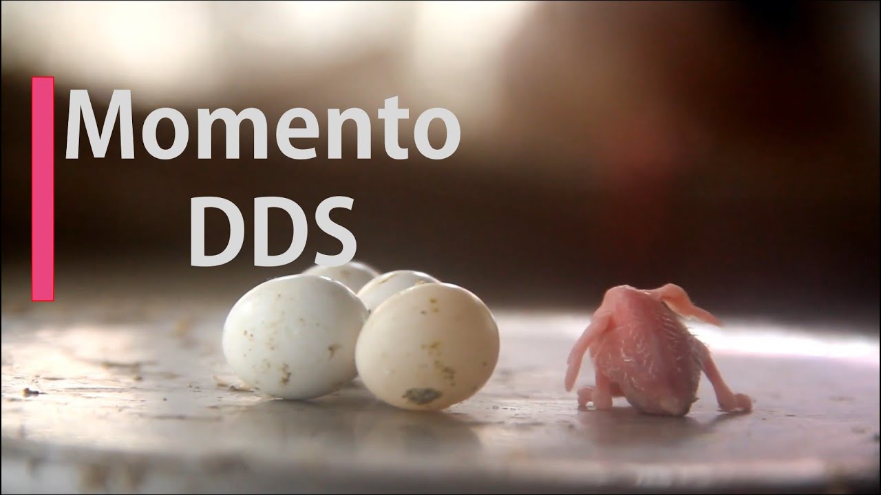 Paralise a atividade Já! | Segurança do Trabalho | Momento DDS #5