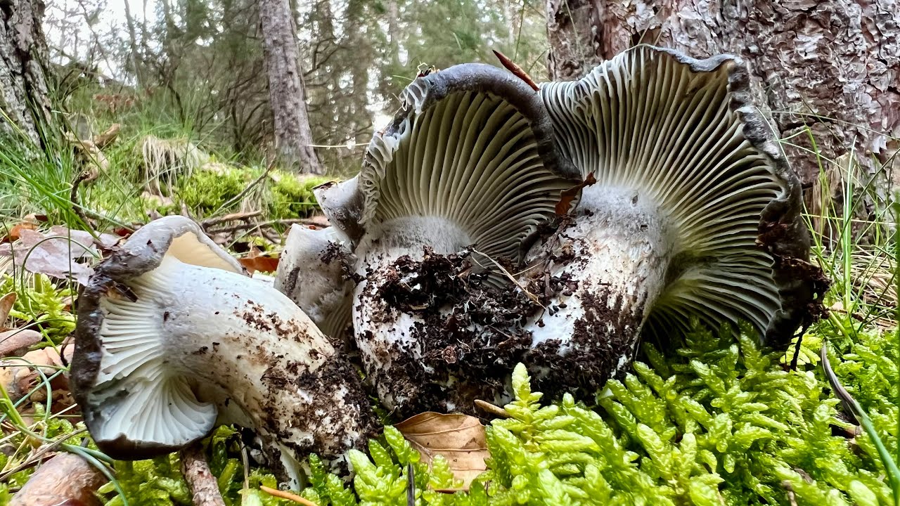 BROTADA DE MARZUELOS EN ABRIL🍄‍🟫4/4/2025