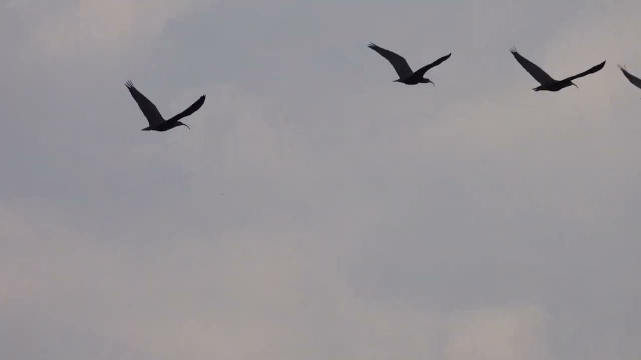 AVIANO.ANCHE GAETANO L'IBIS SELVATICO PIU' ANZIANO NATO IN FRIULI DOVRA' ANDARE VIA DALLA BASE USAF.
