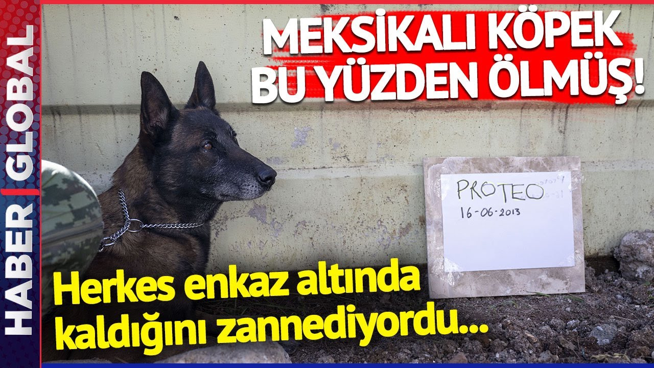 Meğer Enkaz Altında Kalmamış! Meksikalı Köpek Proteo Bu Yüzden Ölmüş