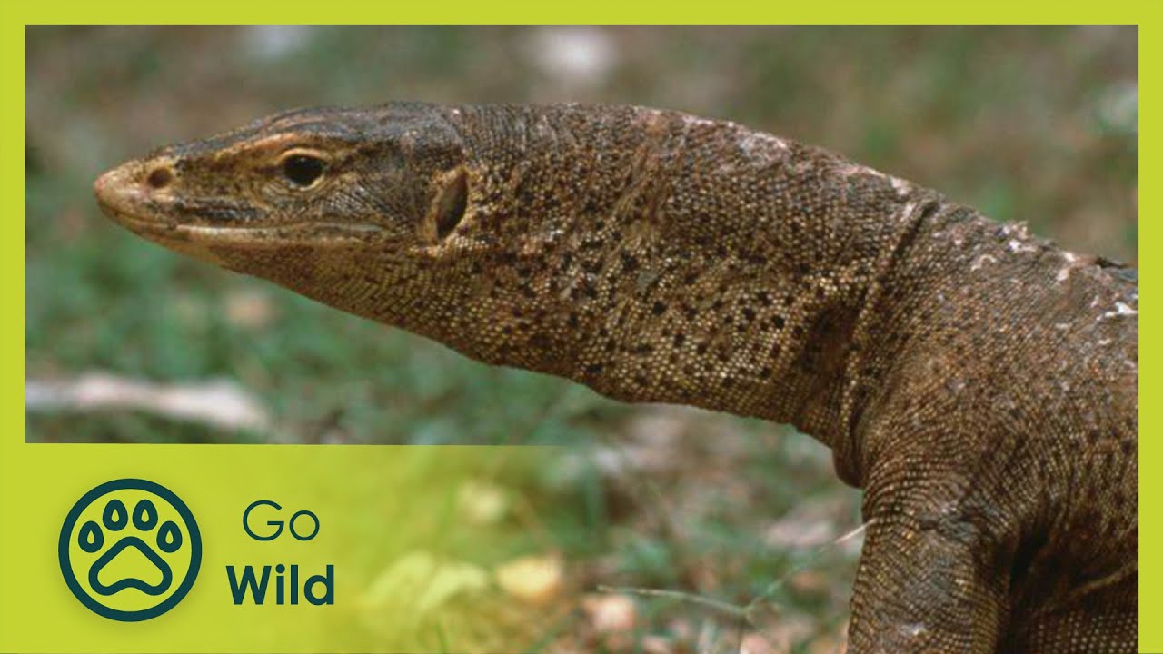 Lizard Island - Island Life 5/6 - Go Wild
