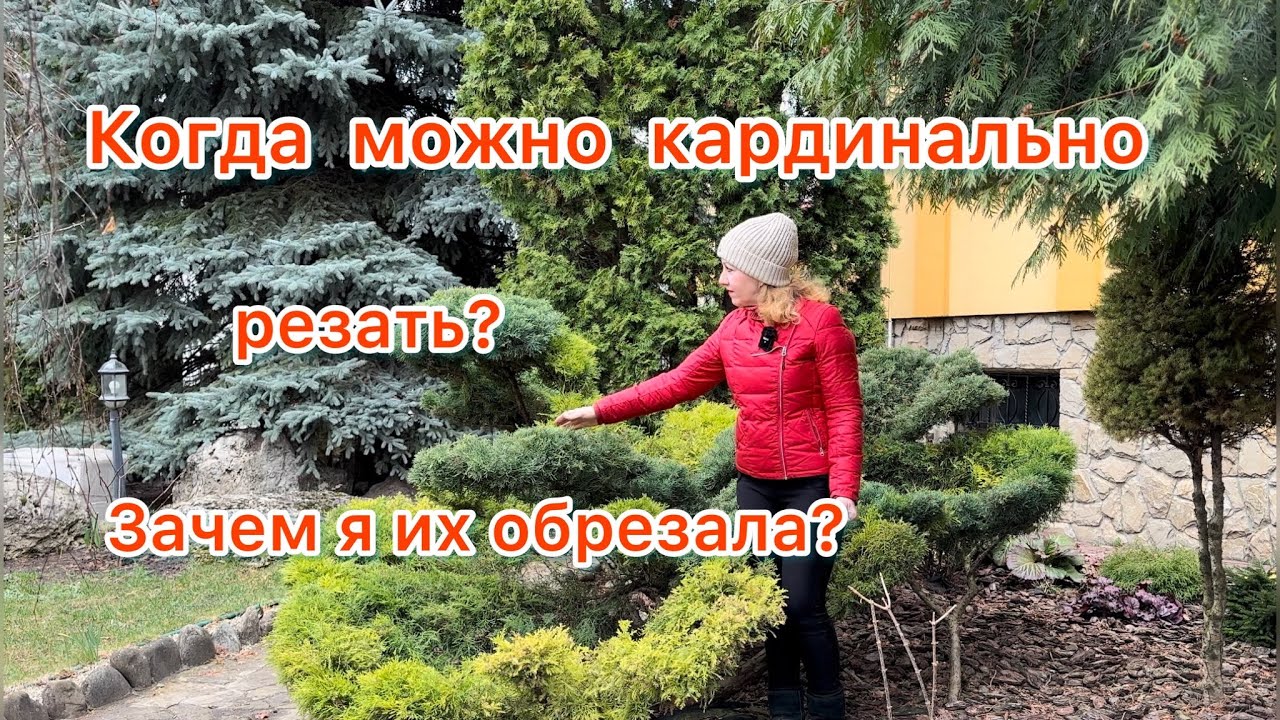 Когда можно кардинально резать можжевельник?Зачем я обрезала свои (Украина)