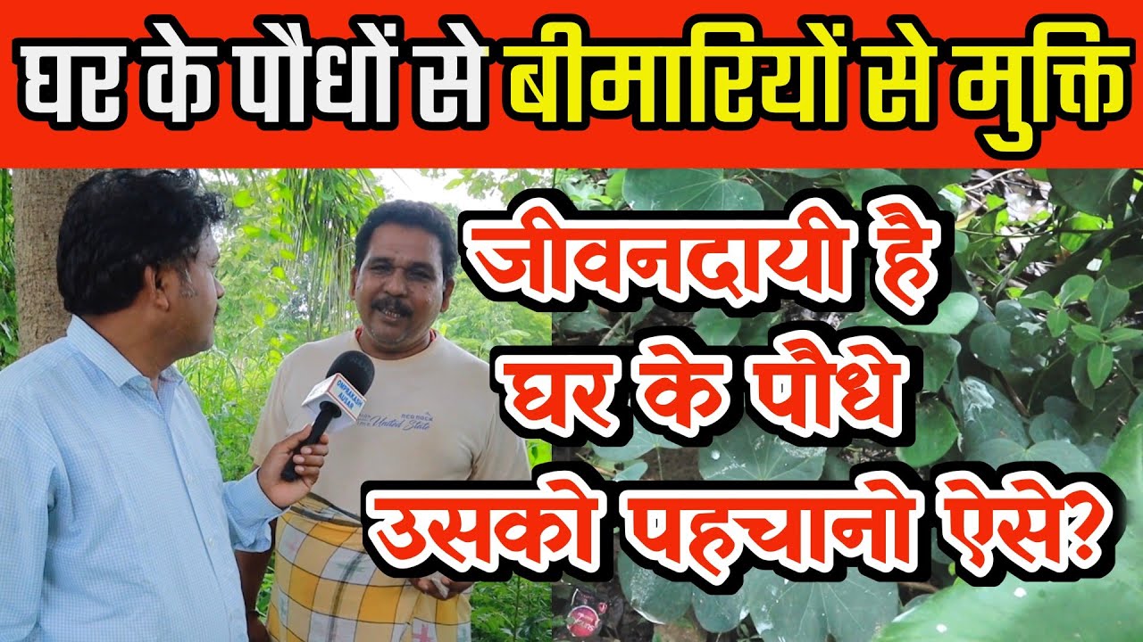 घरेलू पौधों से बीमारियाँ दूर। Herbal Remedies in Your Home