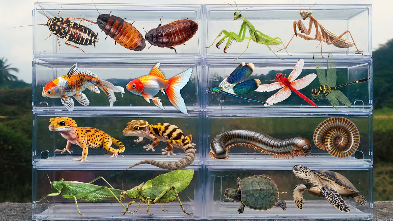 I am hunting for insects in the garden I found a Madagascar Cockcroach, Gecko, Turtle, Praing Mantis