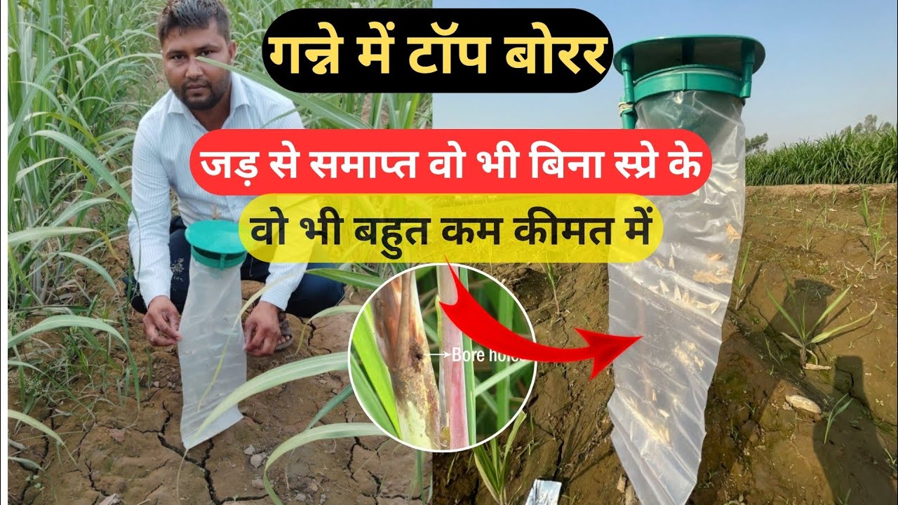 अब होगा गन्ने में टॉप बोरर जड़ से समाप्त वो भी बिना स्प्रे के वीडियो को जरूर देखेंSugarcane TopBorer