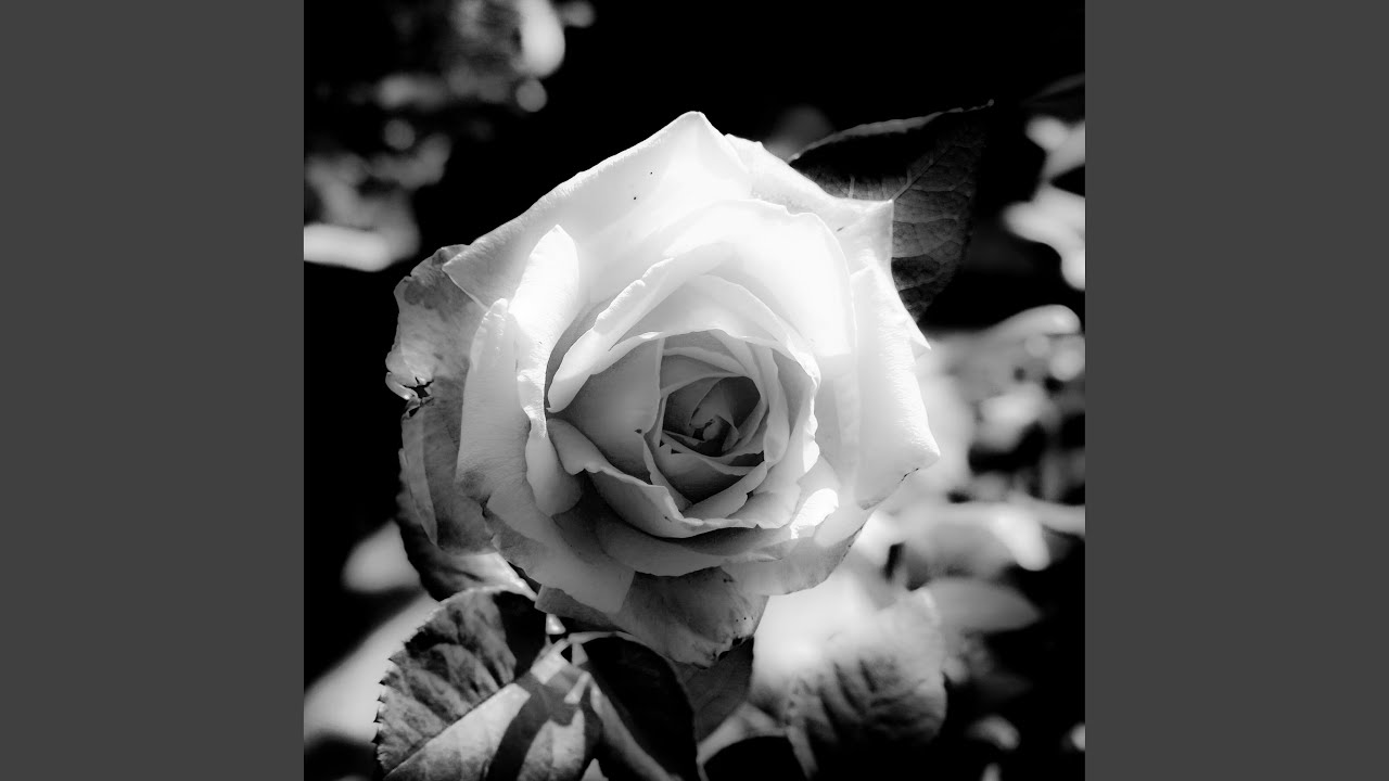 Black Rose