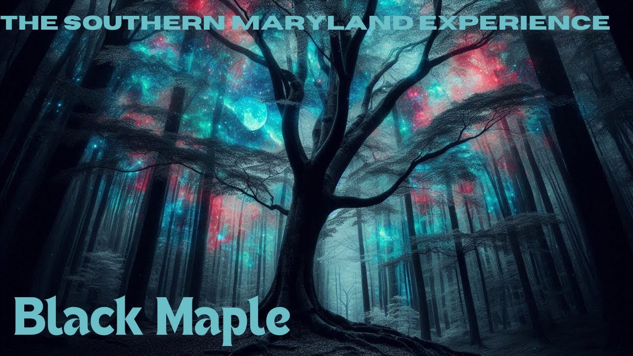 Reviewing Black Maple from The Southern Maryland Experience