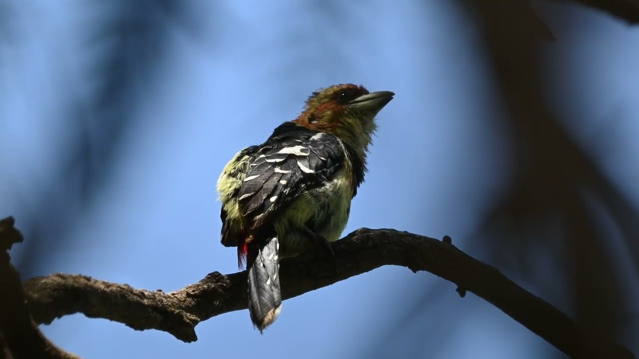 Crested Barbet vs Snail and a Baby Hoopoe being fed. #wildlife #birdsong #birds #nature #animals