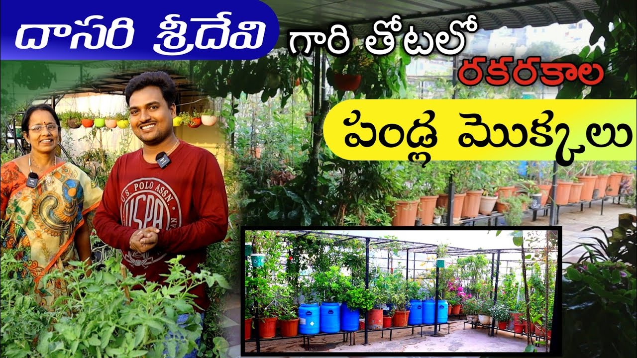 దాసరి శ్రీదేవి గారి తోటలో పండ్లమొక్కలు Dasari Sridevi Terrace Garden 
