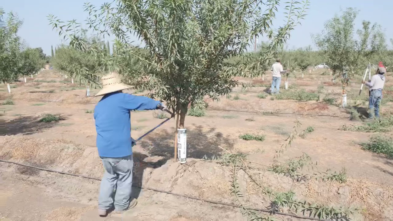 Almendra Shasta poda primer año con Robert Gray.