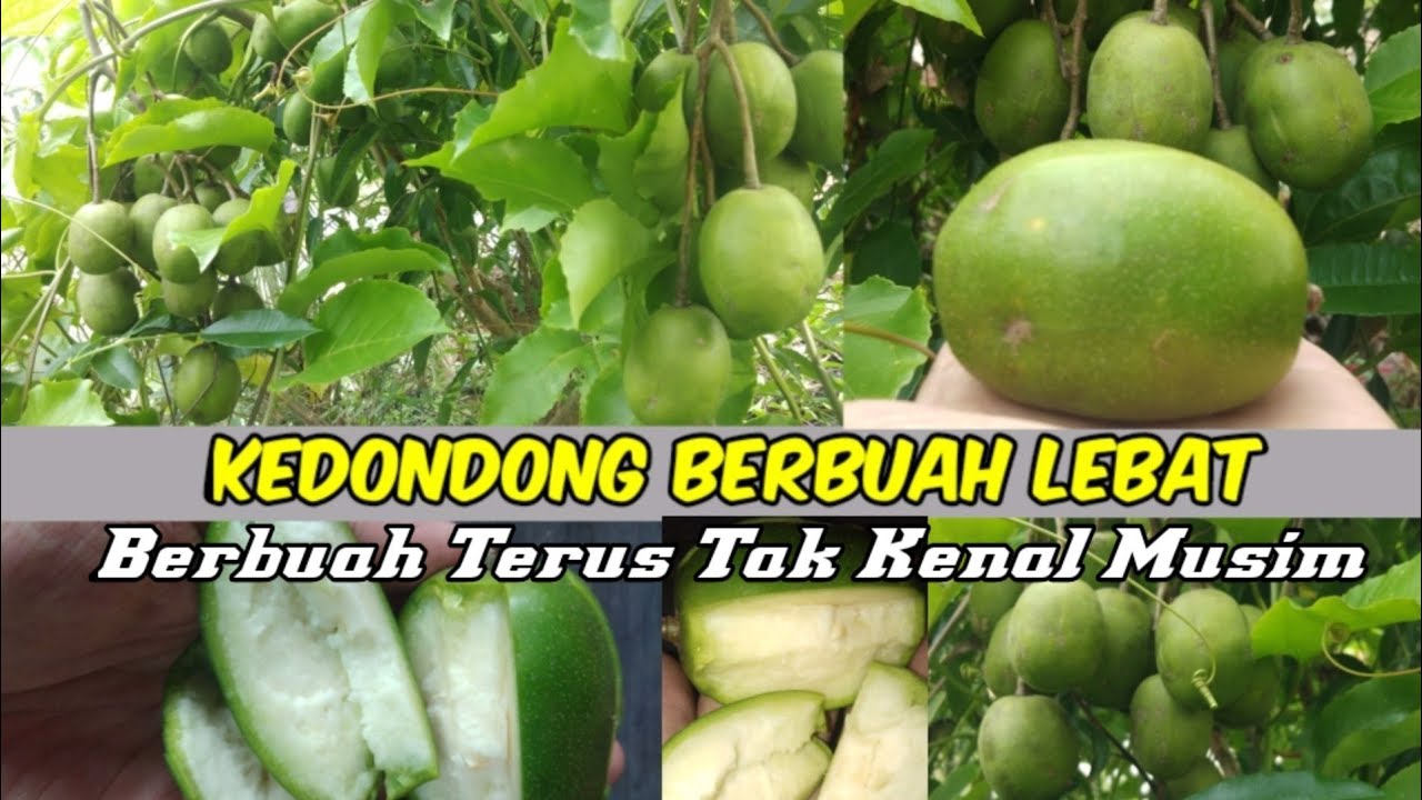 Kedondong Mini Berbuah Tiada Henti