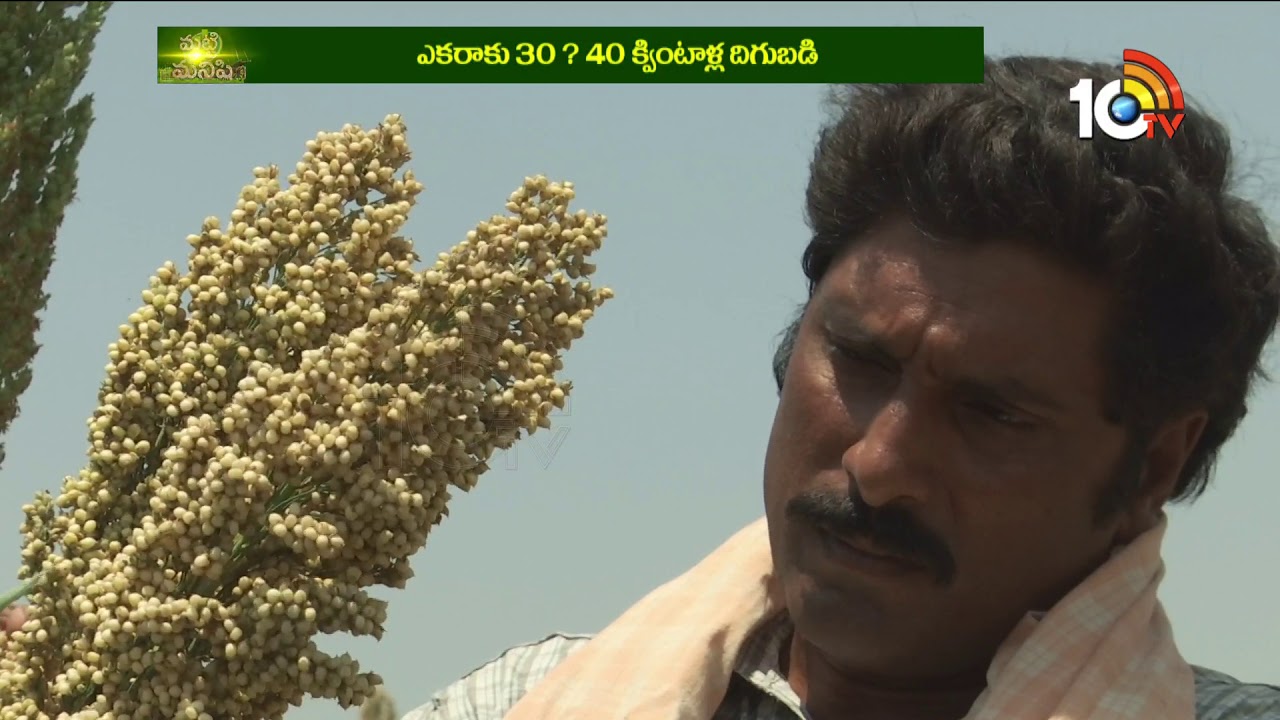 మాగాణుల్లో జొన్న సిరులు | jowar / sorghum Crop in Wetland Gives More Profits | Matti Manishi | 10TV