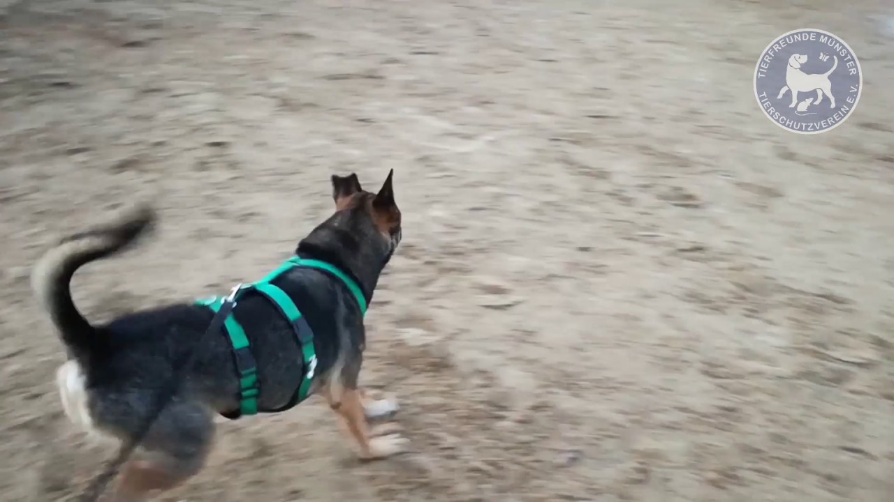 Tierfreunde M&uuml;nster Tierschutzverein e.V. - Hund Spiro