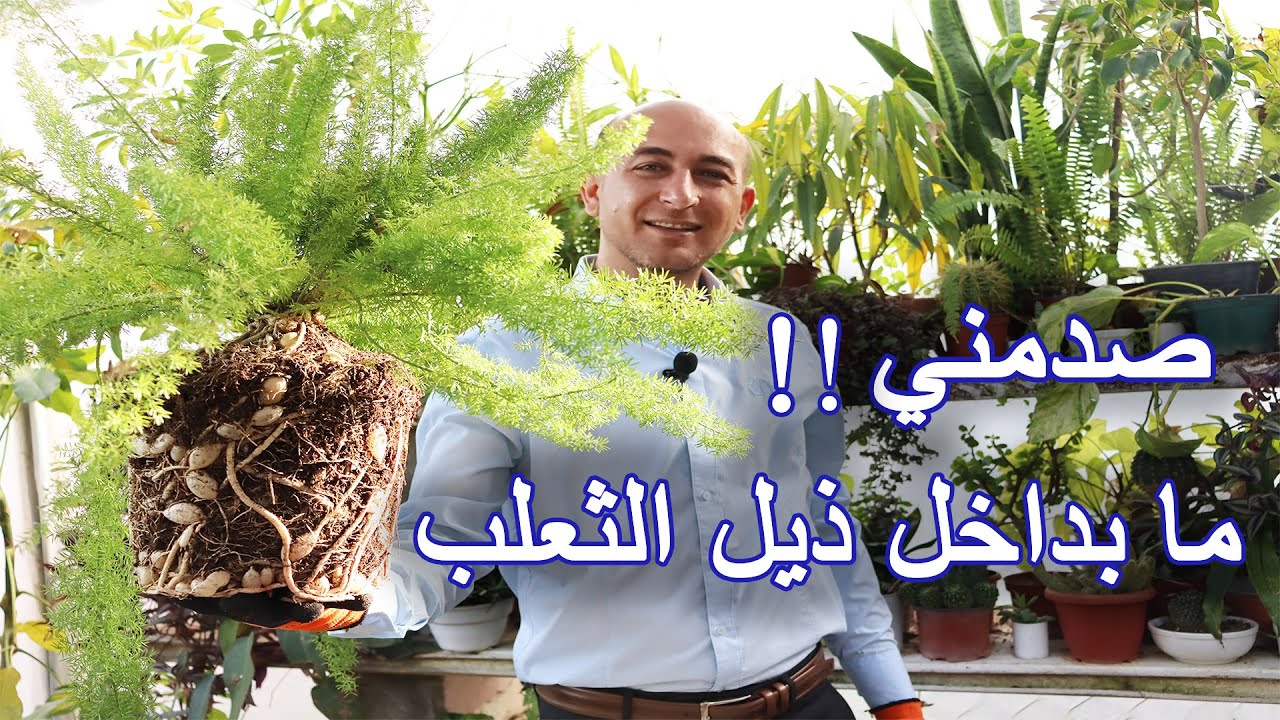 صدمني ما بداخل نبتة ذيل الثعلب, Surprise in Foxtail Plant