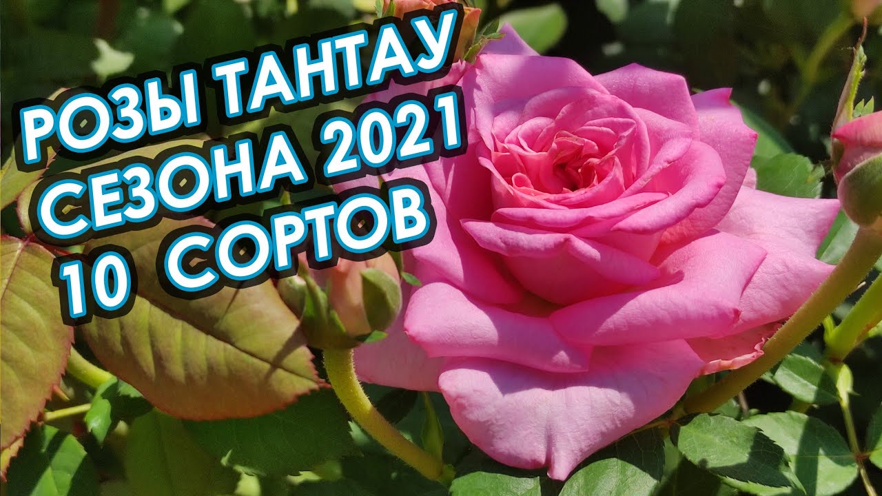 Розы Тантау Roses Tantau, 10 сортов