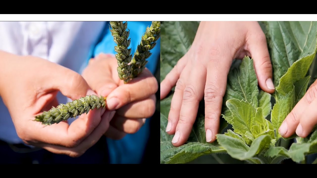 Sinergie biostimulare-nutriție la grâu & floarea soarelui (Delfan Plus, Synergizer, Bio-Activate)