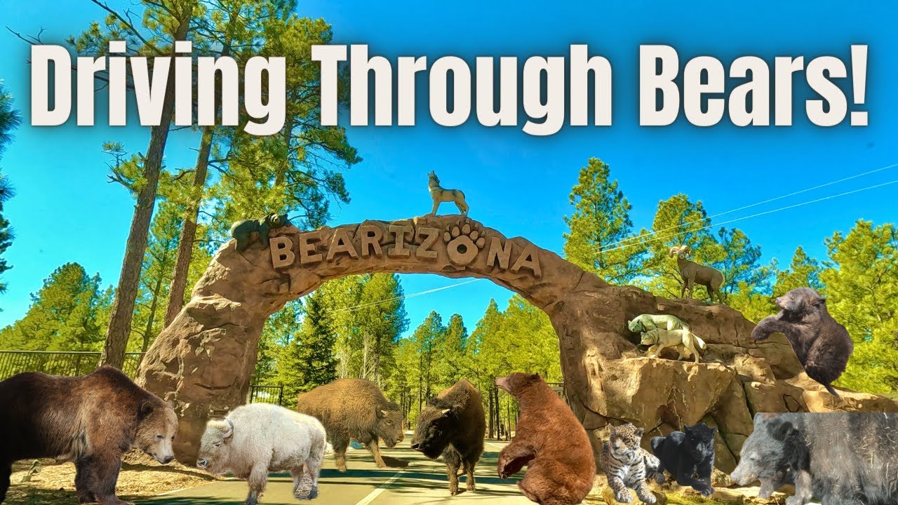 Driving Through Bears! Bearizona Drive-Thru/Walk-Thru Experience (Williams, Arizona)