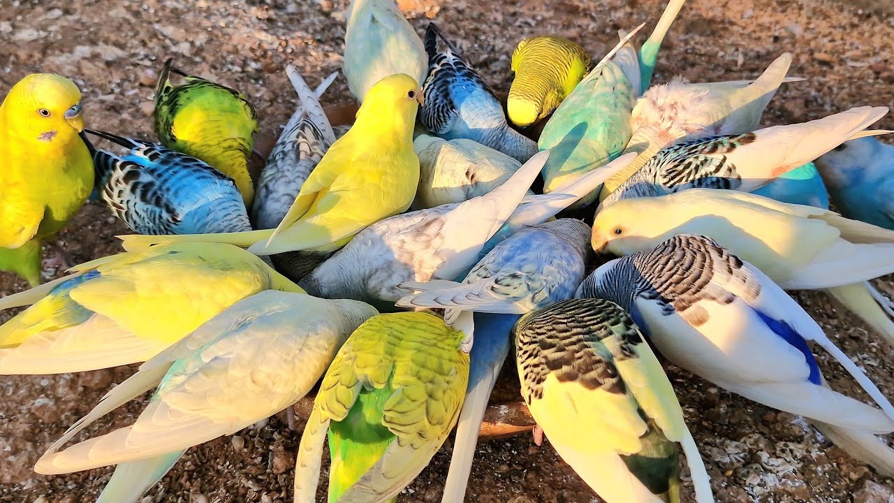 Budgie singing together when they have good time together for make good memories. Budgies singing. 