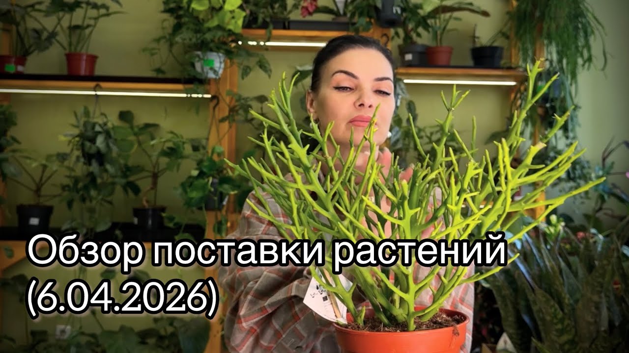 Обзор новой поставки растений из Голландии🌱(6.04.2026)
