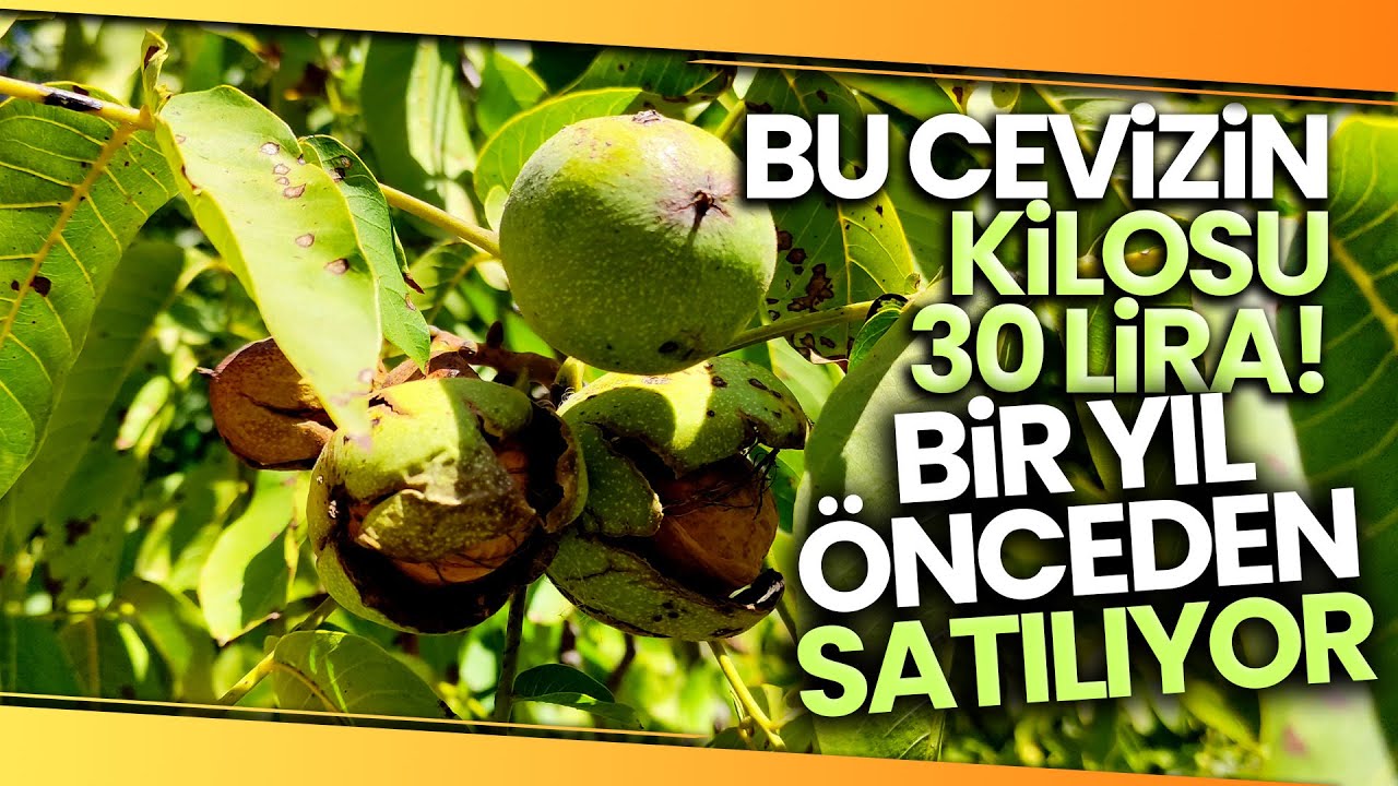Bin 200 Rakımda Yetişen Cevizlerin Hasadı Başladı