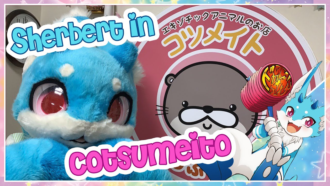 An Otter Cafe?? Cotsumeito  コツメイト - Sherbert in Tokyo 2 