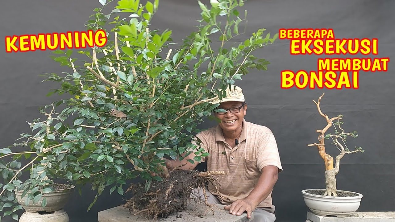 Beberapa Eksekusi Untuk Membuat Kolesi Bonsai Kemuning