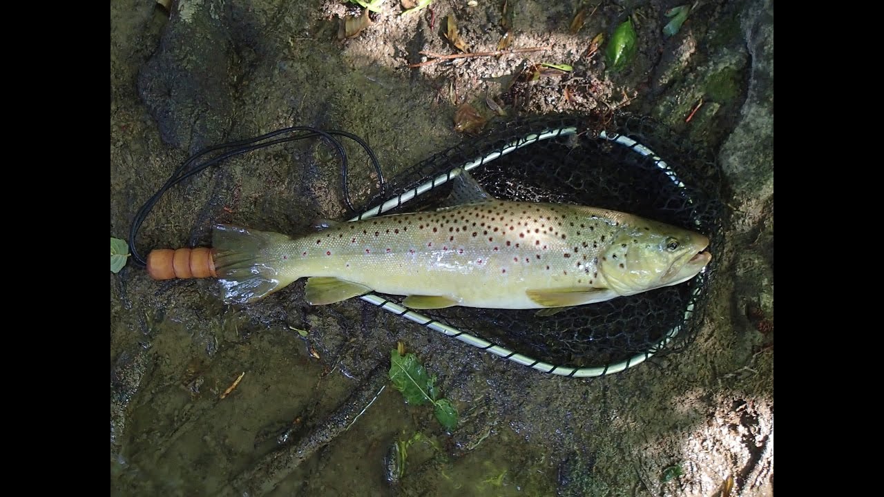 Veľký pstruh z malého potoka... (Big trout in small stream ...)
