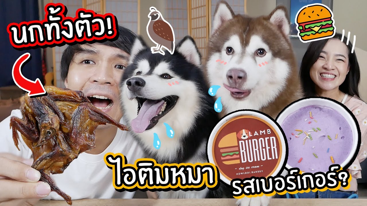 ขนมหมาสุดแปลก! นกทั้งตัว! ไอติมหมารสเบอร์เกอร์!